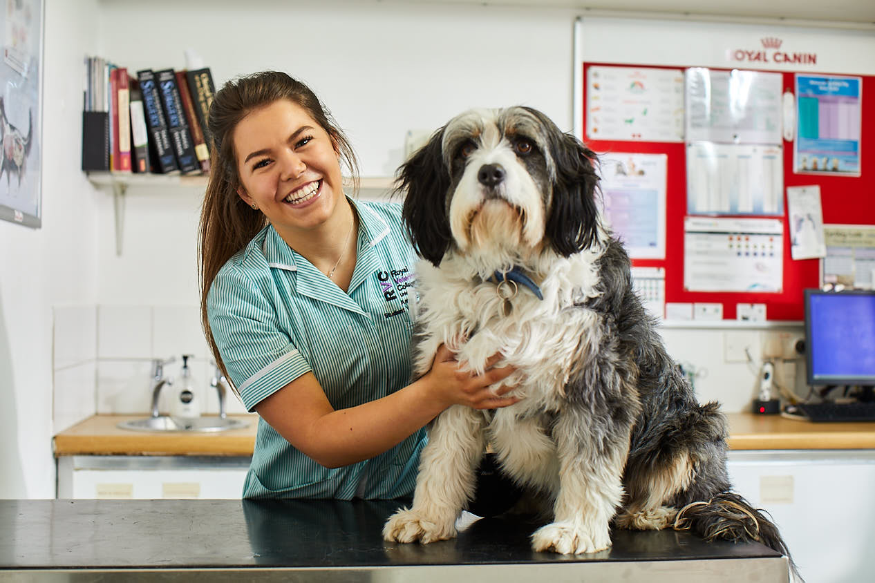 Broughton Veterinary Group, Leicester Leicester 01162 517677