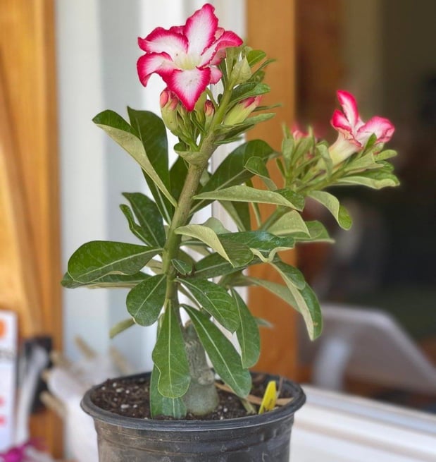 Images CW Willis Landscaping & Garden Center