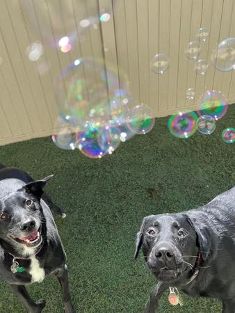 Images Doggie Business, LLC