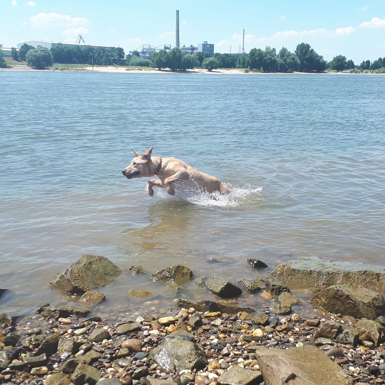 Bilder Hundezentrum Lapki