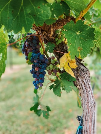 Images All About Wine Tours