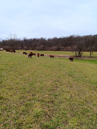Images Ribblet Farms & Ears R Us Dairy