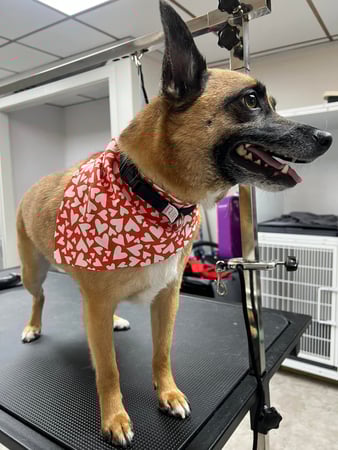Images Megnificent Pet Grooming