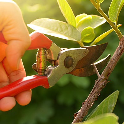 Count on our tree and shrub care program to protect these valuable assets while allowing them to thrive and grow.