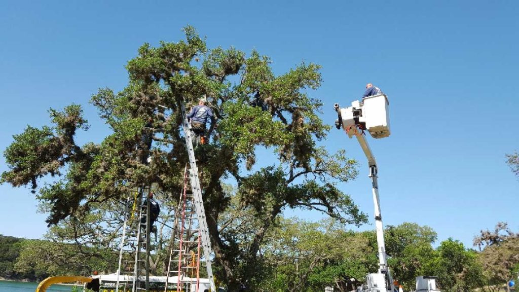 SA Total Tree Service Photo