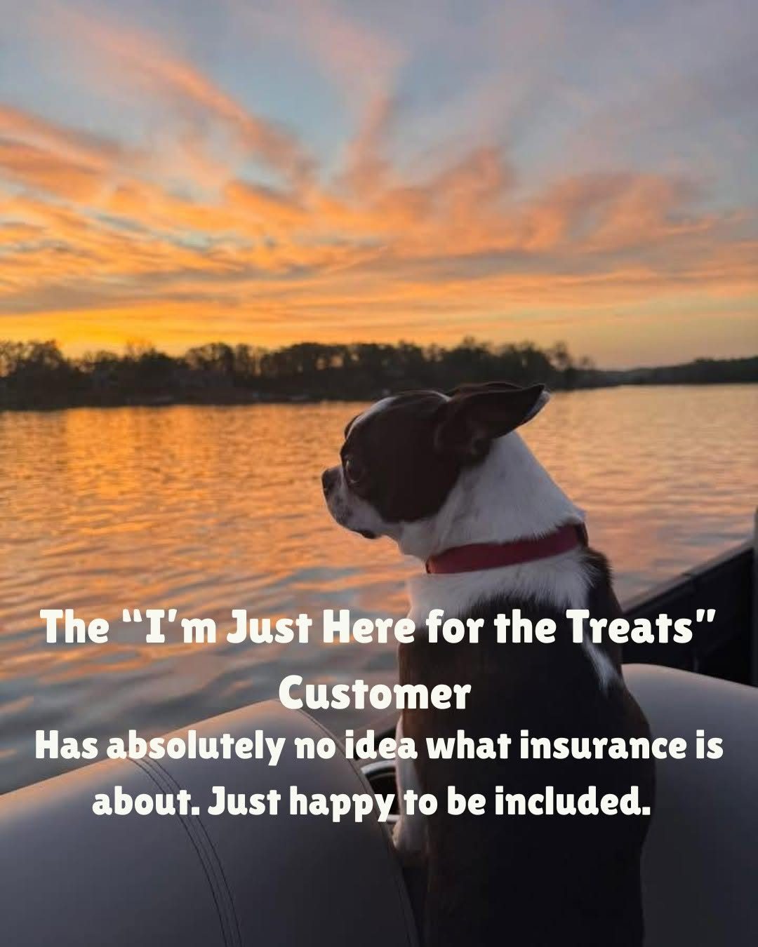 Our dogs have VERY different personalities, so naturally, they have different insurance personalitie 