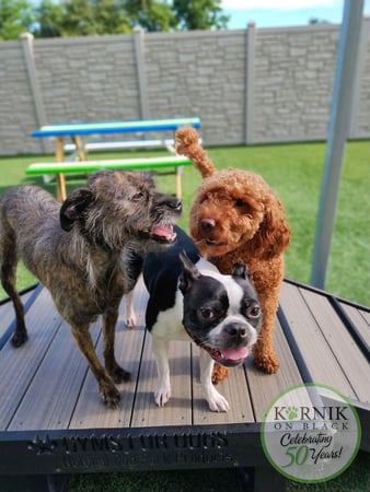 Images Karnik On Black - Dog Daycare, Boarding & Grooming