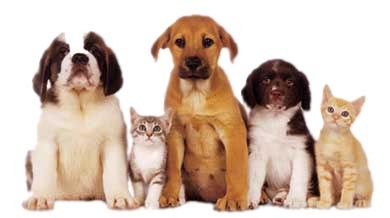 Wasilla Veterinary Clinic