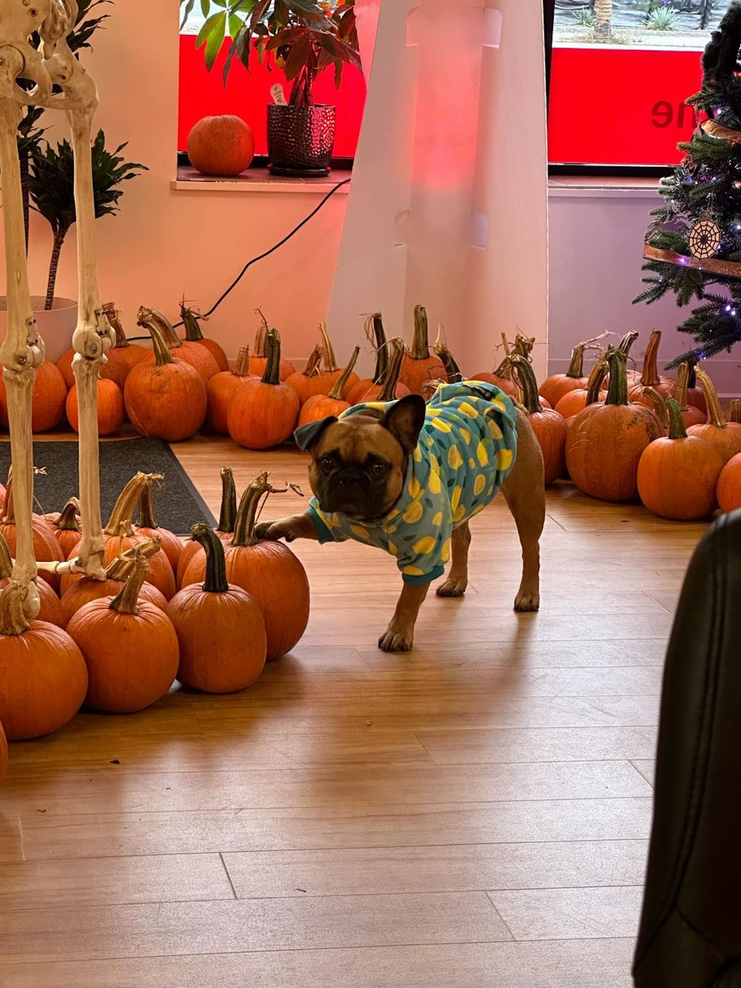 Pumpkin quality control inspection is in progress at the office.