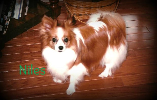 Images Whiskers 'N Paws In Home Pet Sitting