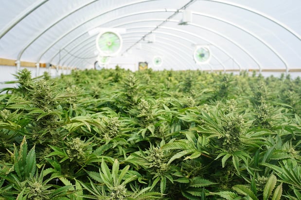 Images Cannavibes Dispensary Elmwood Park NJ