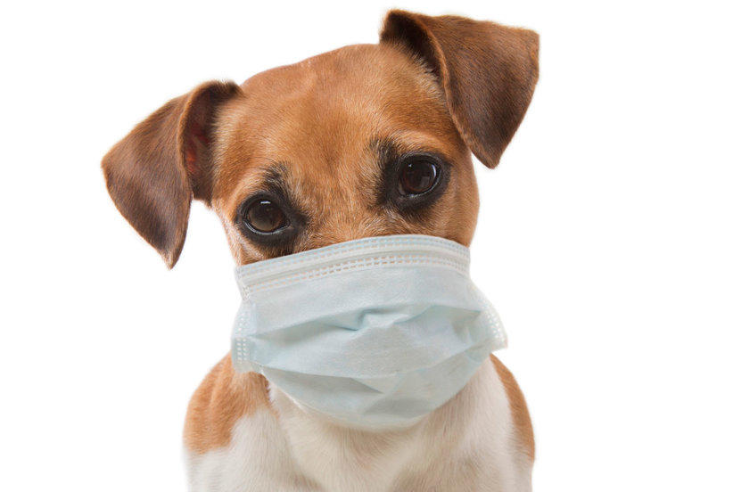 COVID19 Update Comfort Hill Kennel