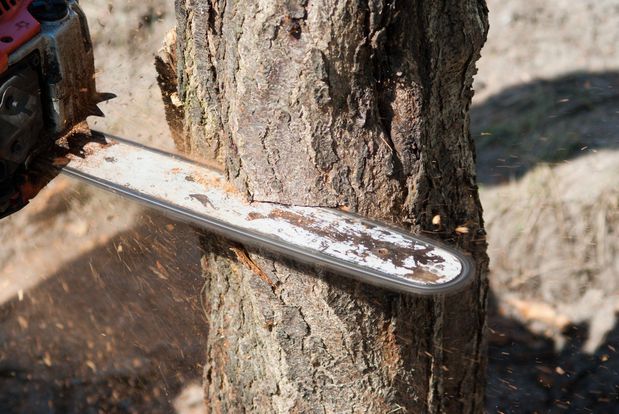 Images Dels Tree Experts