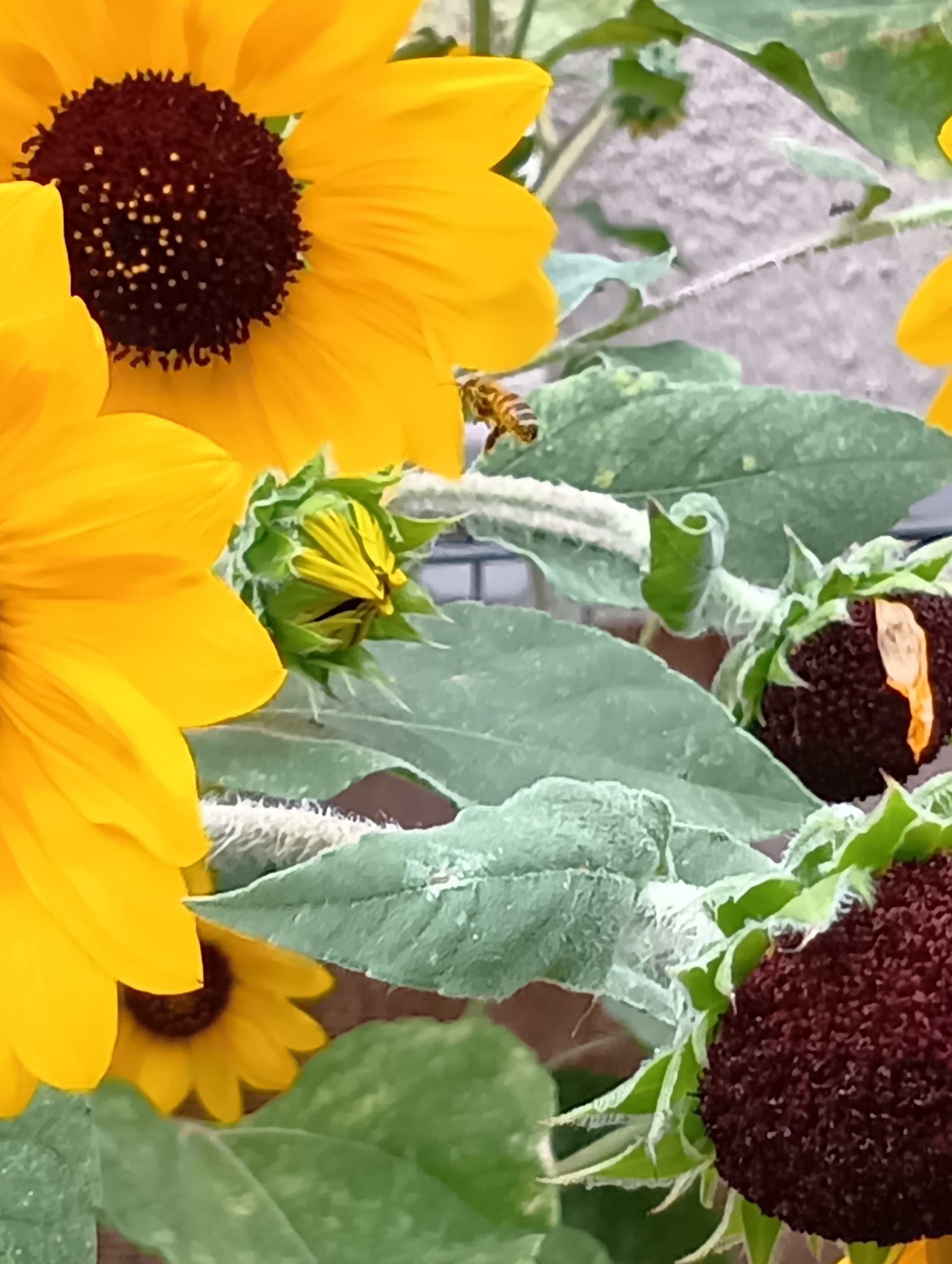 Images 幕張本郷すきっぷ保育園