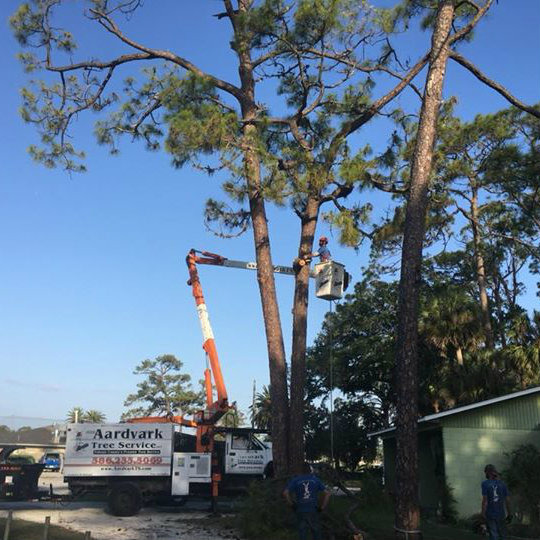 Aardvark Tree Services, LLC Photo