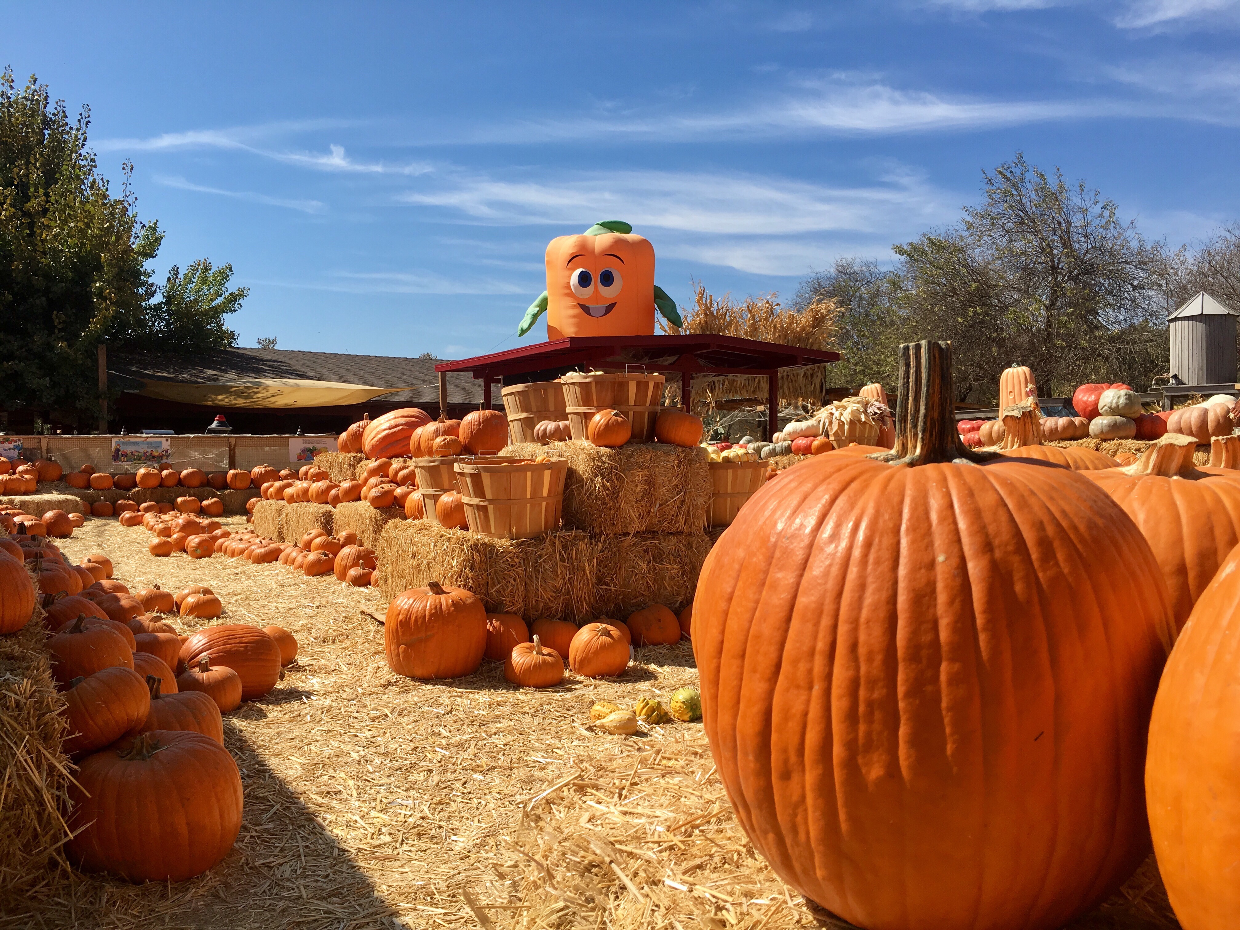 A wide view of stacked hay bales and wooden baskets filled with bright orange pumpkins, featuring an oversized pumpkin mascot character overlooking the play area and custom hay fort grounds.