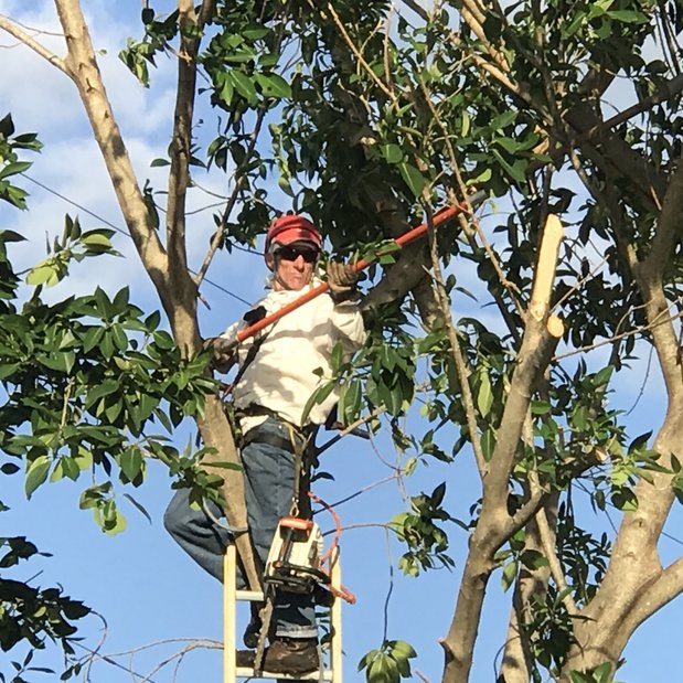Images Joe Hanley's Tree Trimming