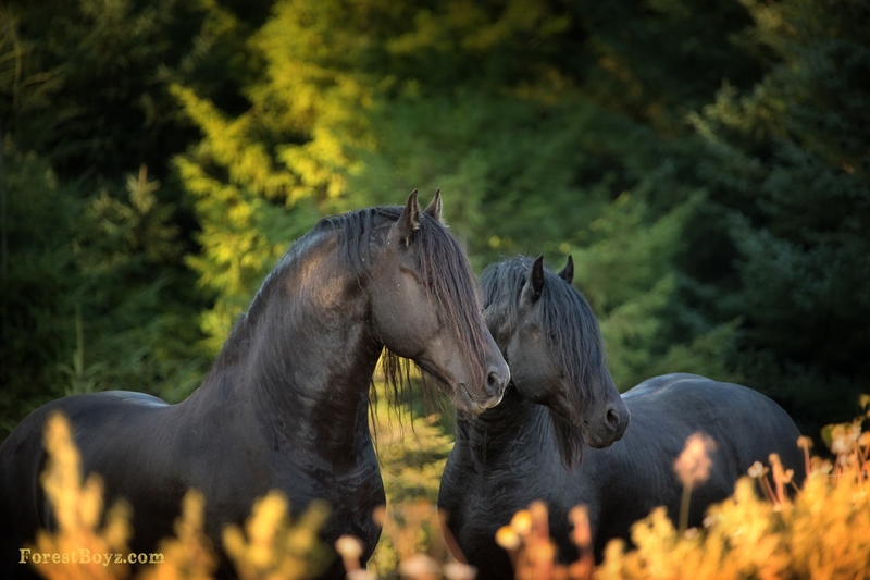 Foto's Koninklijke  Vereniging Het Friesch Paarden-Stamboek