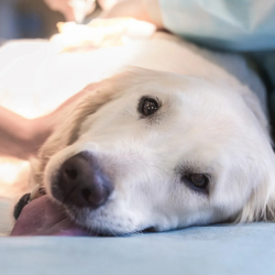 Images Pet Care Plus