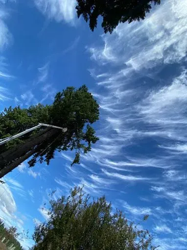 A tall tree is partially topped with a bucket truck nearby under a vivid blue sky with wispy clouds. This image highlights Guy Jones, Inc.'s professional tree removal work in progress.