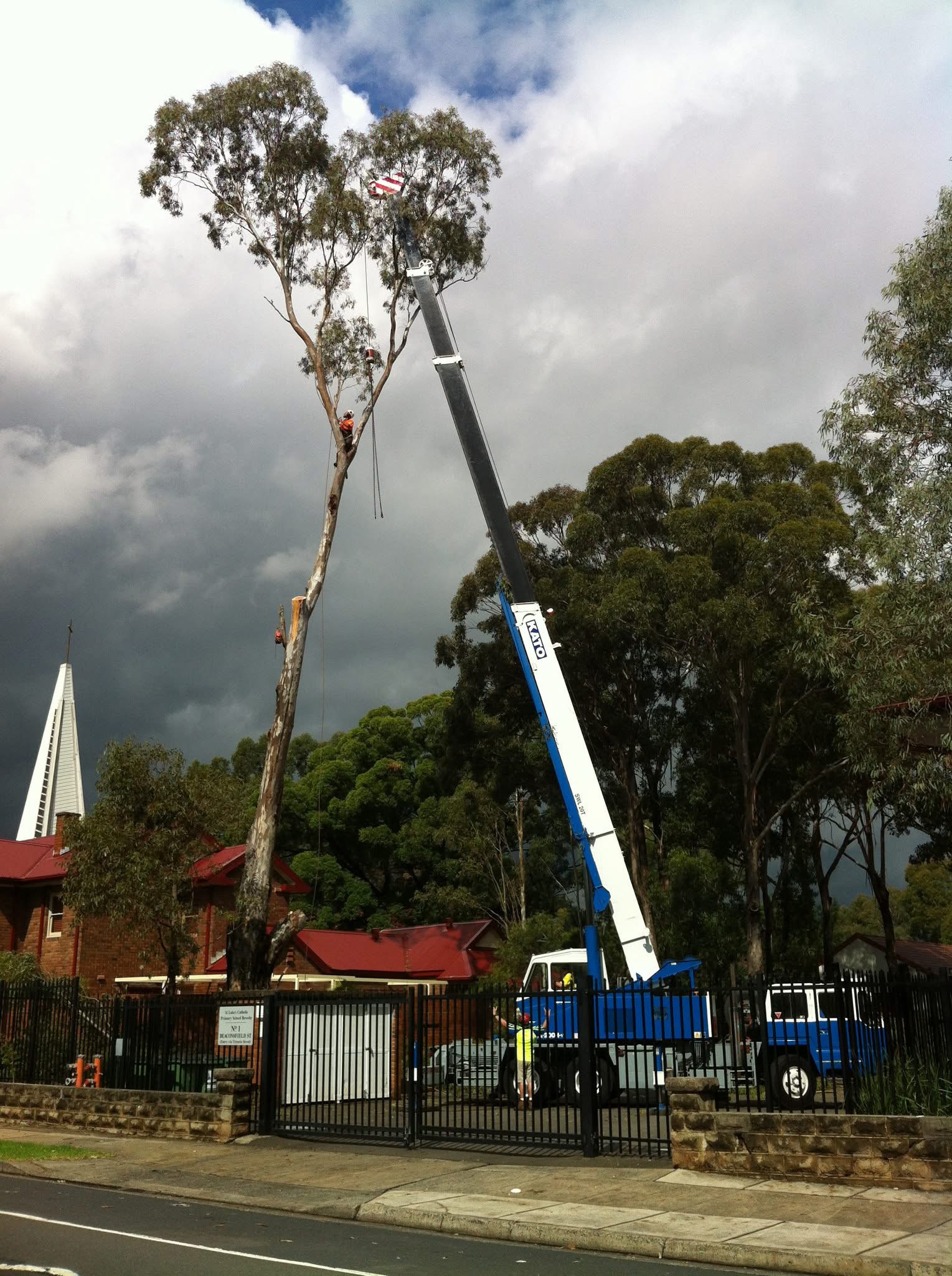 Images Above All Tree Services