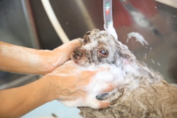 Images わんわんスタイルANNE