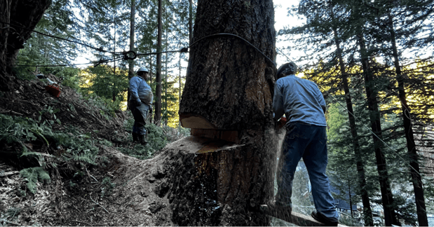 Images SkyView Tree Experts