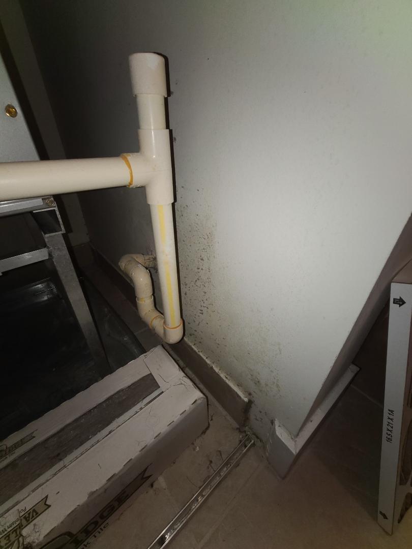You've got mold!! Do your walls look like this?  SERVPRO of East Davie/ Cooper City specializes in mold and mildew mitigation and remediation. Let us help you, call today.