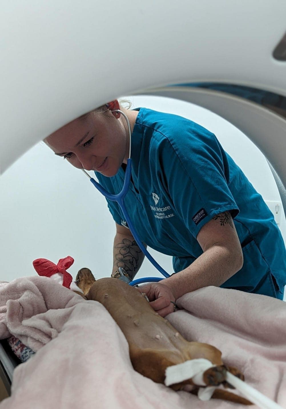Images Streatham Hill Veterinary Surgery