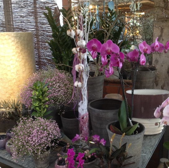 Bilder Rüegg Blumen