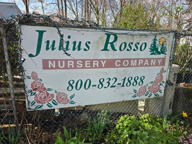 Images Rosso Gardens