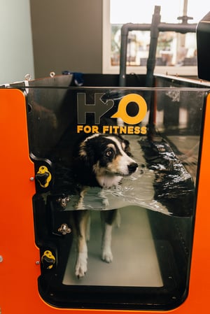 Images PetVet365 Pet Hospital Louisville / Jeffersontown