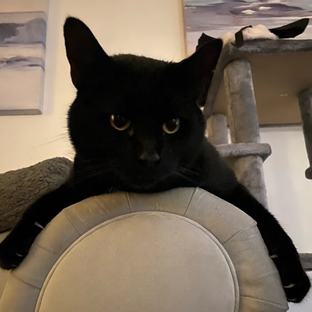 Images Teresa Chapman - State Farm Insurance Agent