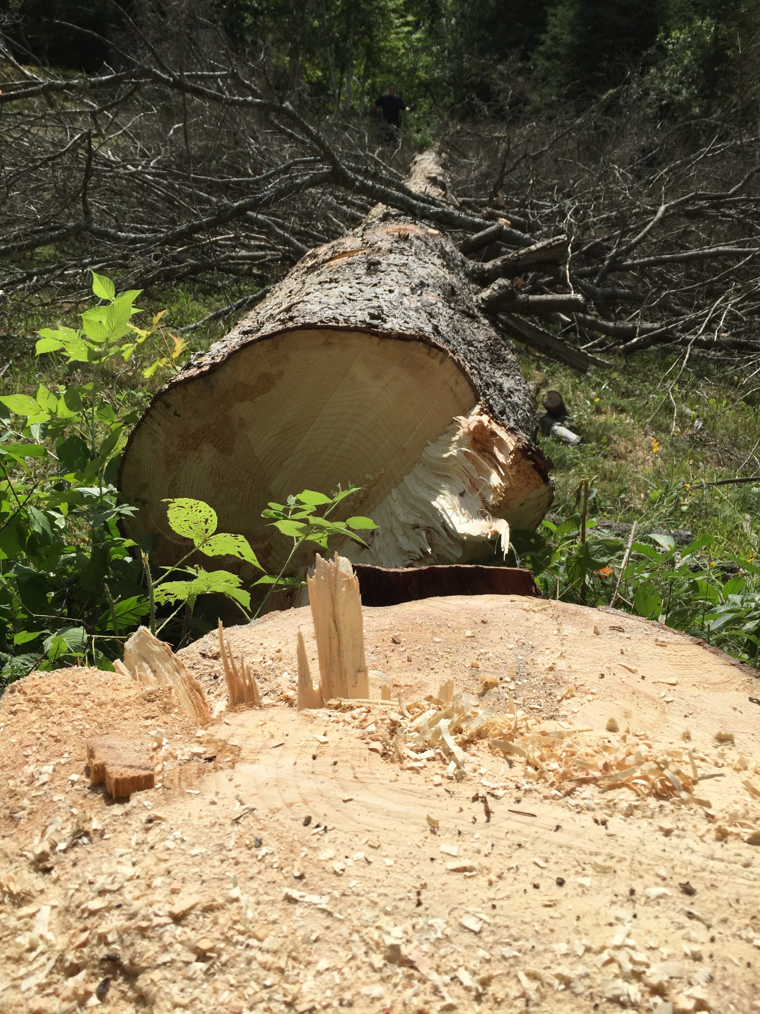 Images Élagage Frère d'Arbres