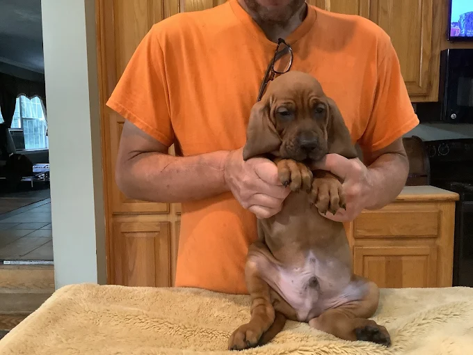 Images MI Pondholler