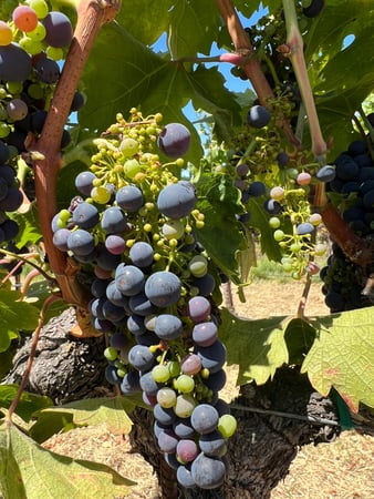 Images Sonoma Wine Rides