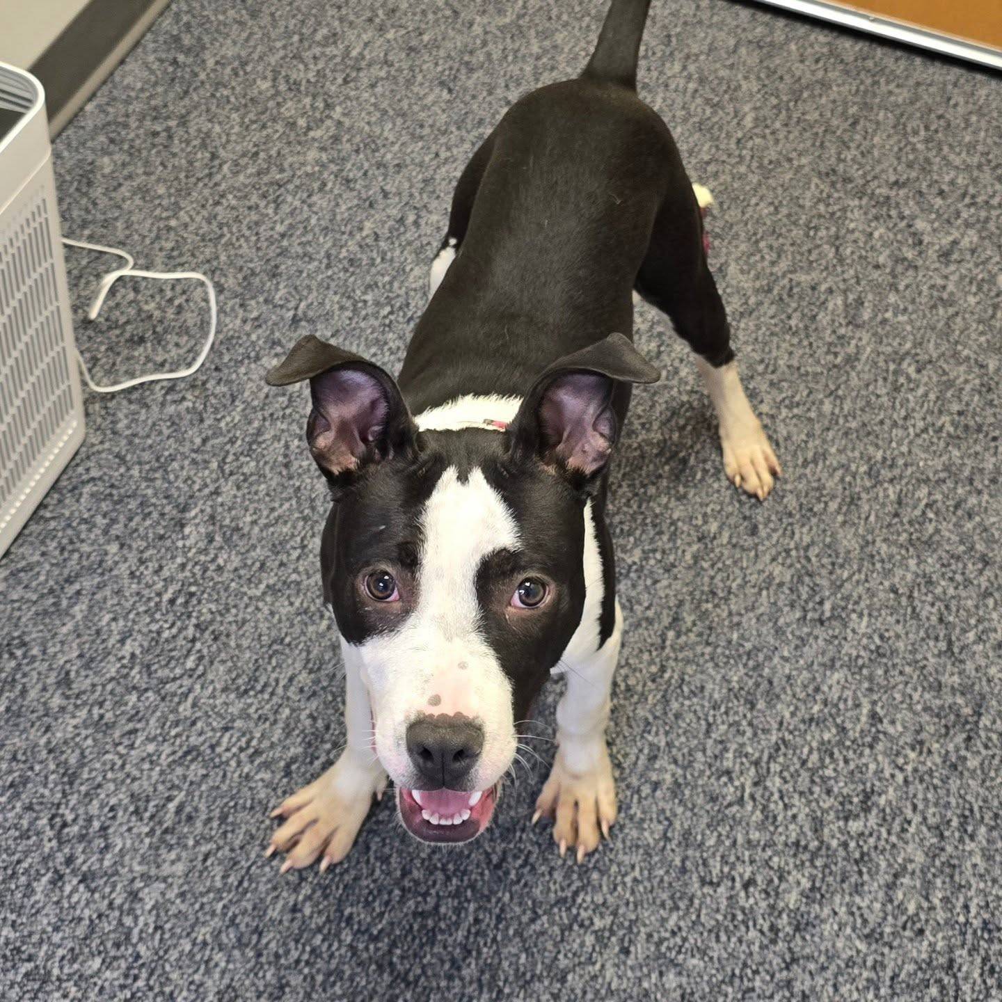 Penny is 8 months old and loves being around people and other dogs! We are so happy she got adopted!