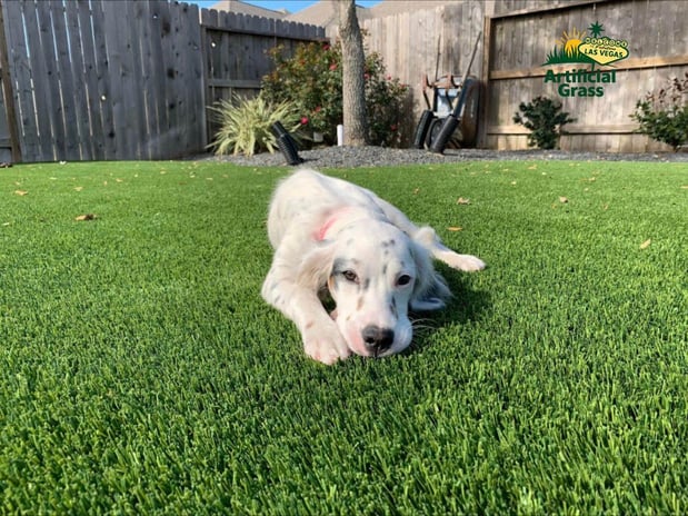 Images Las Vegas Artificial Grass