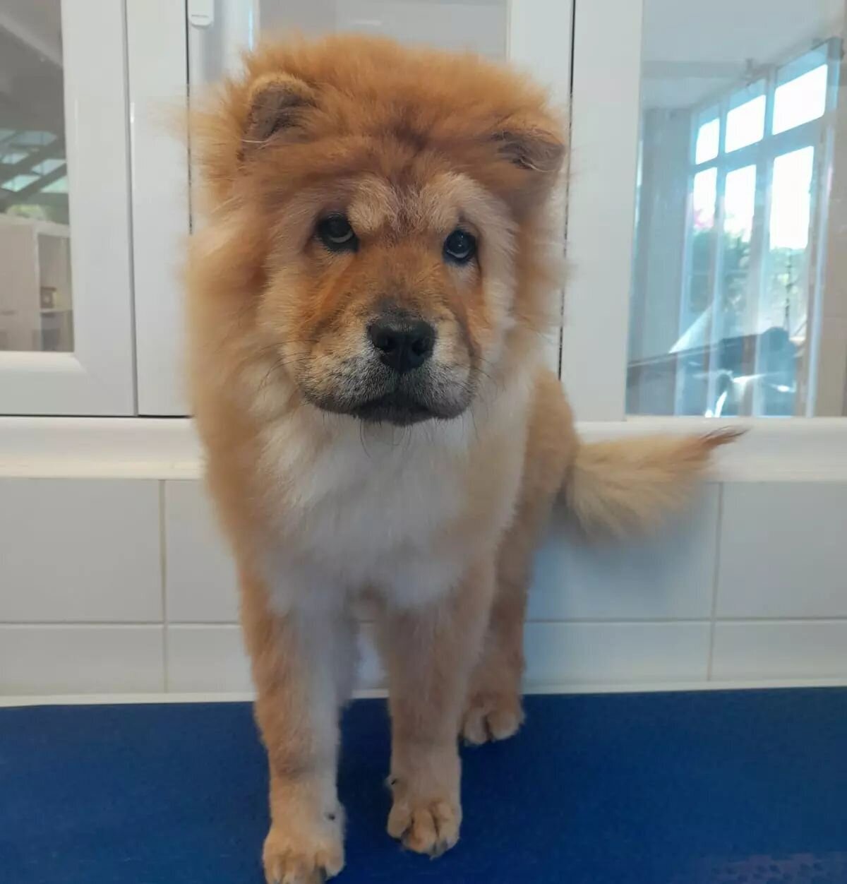 Images The Black Poodle Groom & Care S.L.