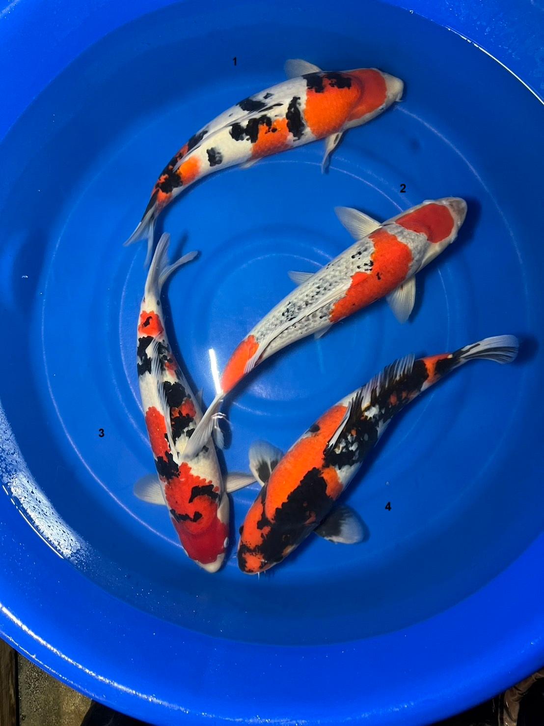 Images JS KOI