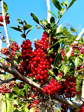 Images Brent Maudlin - State Farm Insurance Agent