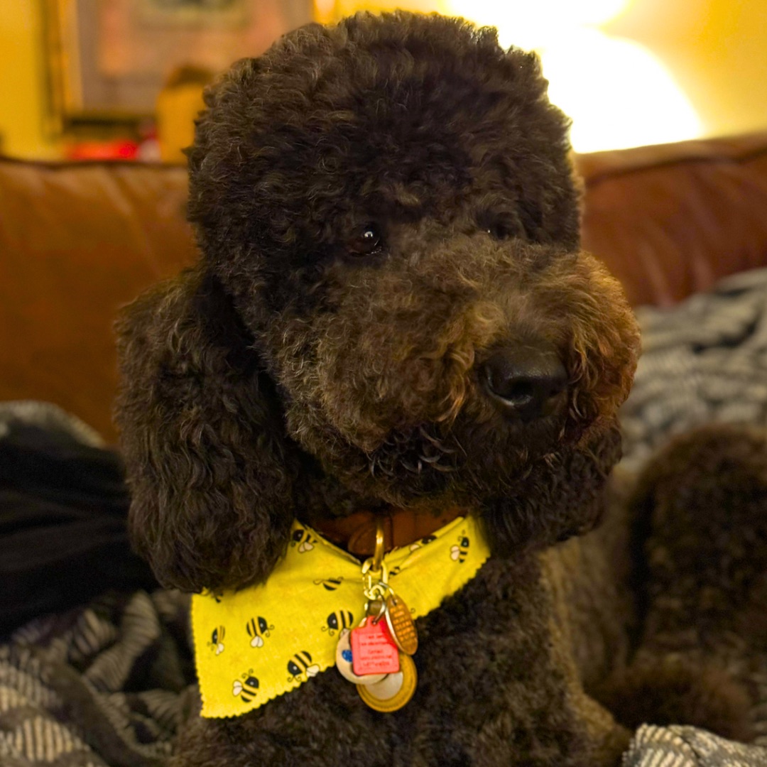 Doodle Me This Kingston and Hamilton LLC Image