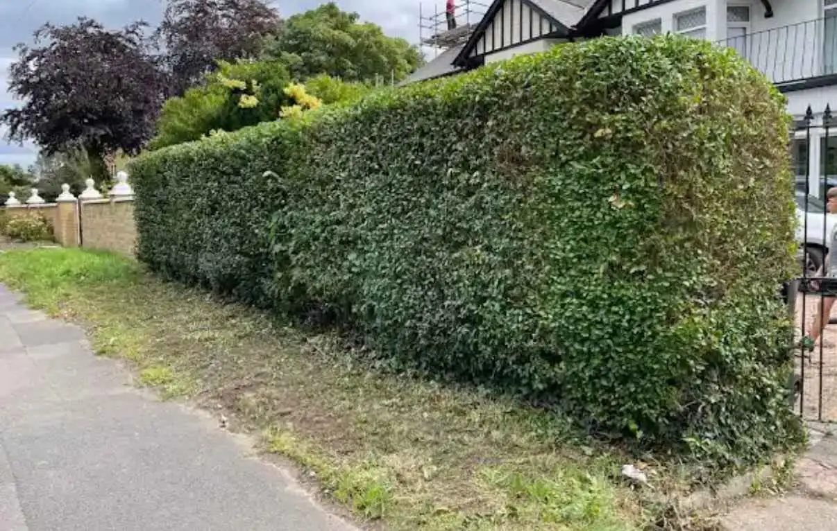 Images Tree Doctors & Landscaping