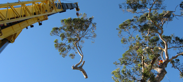 Images Newbury Park Tree Service