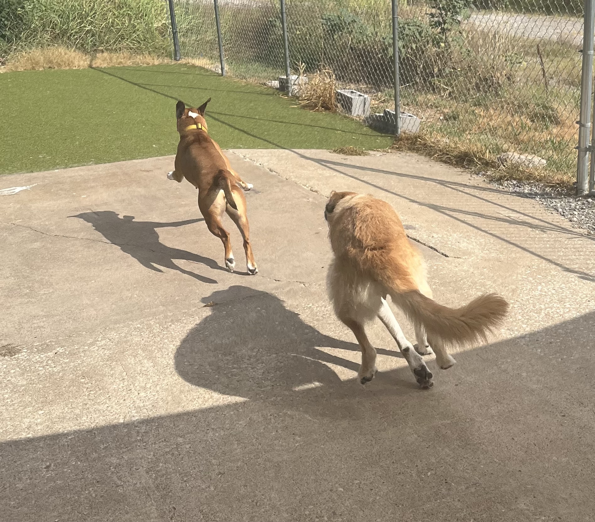 Two dogs running together during supervised outdoor daycare playtime. 
