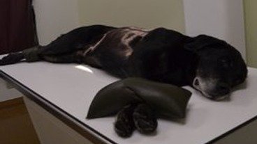 Images Karlskrona Djurklinik