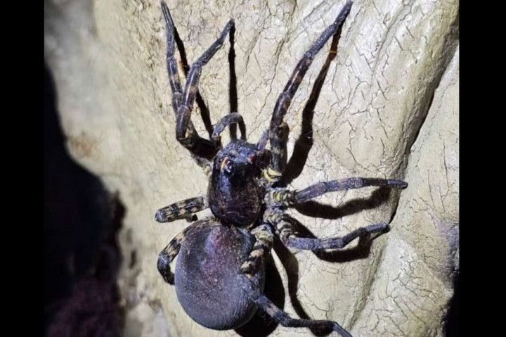 Images B&B Extermination