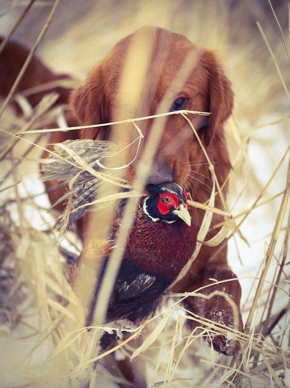 Looking for the Best Pheasant Hunting Experience? Visit Double P Ranch!