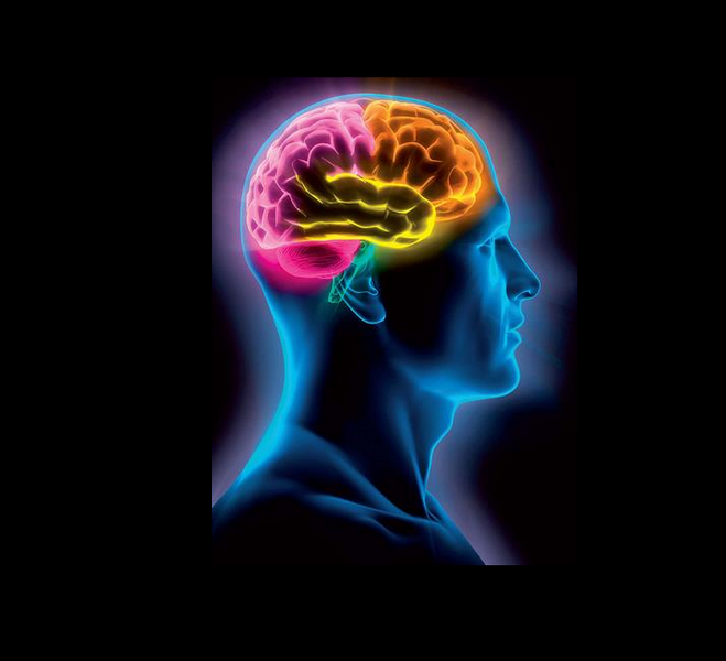 83 brain