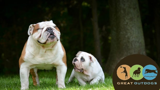 Images Great Outdogs